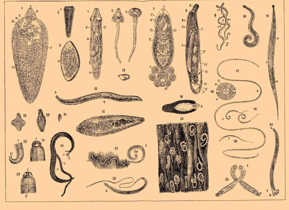 Vrste parazitov, ki živijo v človeškem telesu