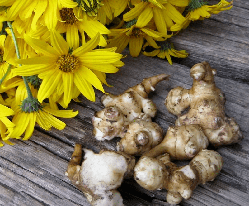 Topinambur za pripravo sveže iztisnjenega soka proti parazitom