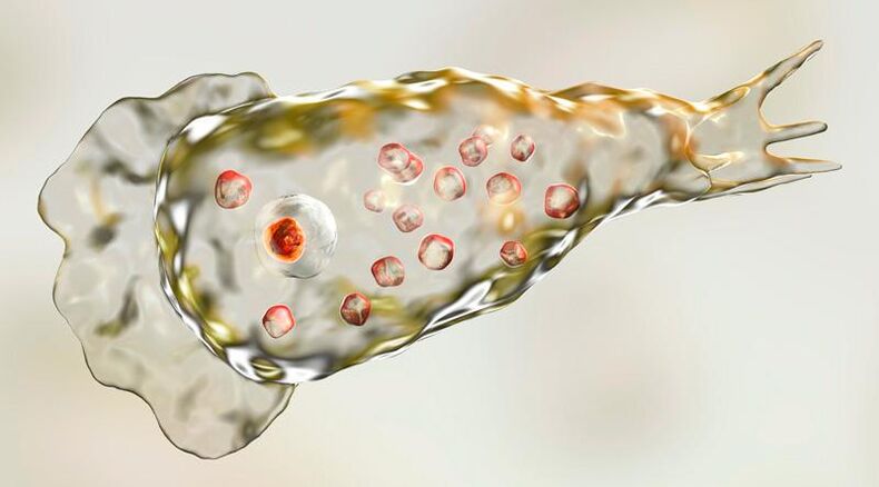 Ameba Naegleria fowlera – živi v človeških možganih in je smrtonosen parazit