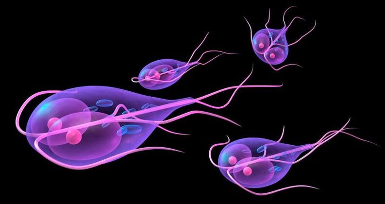 Giardia, ki živi v človeškem tankem črevesu