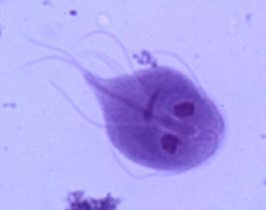 Giardia iz človeškega telesa
